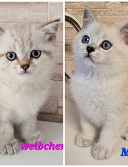 BKH Kitten Kätzchen Babykatze Männchen Weibchen - Lemgo