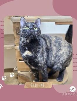 Katze Pauline sucht ihr eigenes Körbchen - Lalendorf