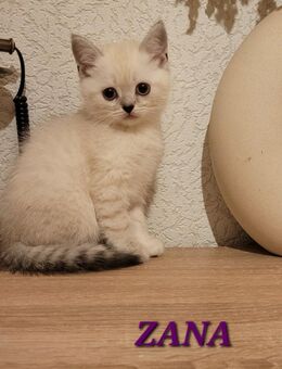 Wunderschöne BKH Kitten 3 Jungs & 1 Mädchen, entwurmt & sozialisiert - Oberhausen