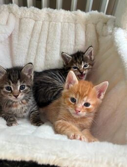 Maine coon Herzchen suchen Kuschelplatz - Wermelskirchen Zentrum