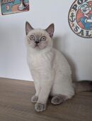 BKH Weibchen Nala sucht neues Zuhause in 47239