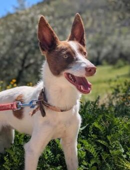 Xisco ein wunderschöner Podenco - Berlin