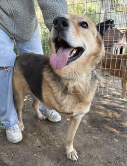 Jago - toller Hund auf drei Beinen - Köln