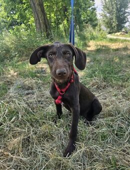 Viszla Mix Hündin Nala - Velbert