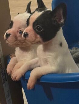 Französische Bulldoggen Welpen Retro - Kloster Lehnin