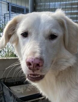 Zendaya, geb. ca. 12/2021, Griechenland - Markdorf