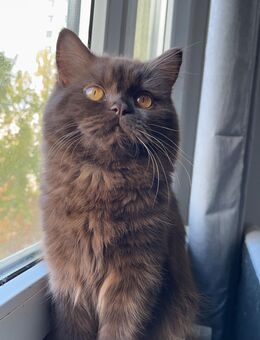 Britisch Langhaar Katze braun - Berlin Marzahn-Hellersdorf