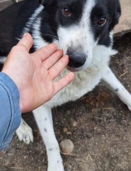 Eileen 55 cm - Alpenrod