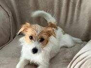 Jack Russel Terrier - Melle