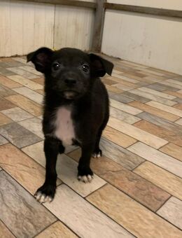 Molly sucht eine Familie - Celle