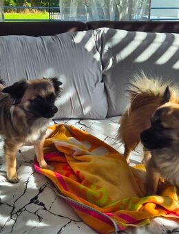 Spitz-Chihuahua-Mix - Herbertingen