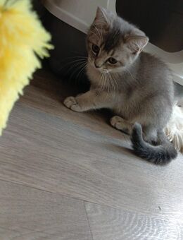 BKH Katzenbaby - Duisburg