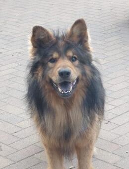 MISCHKA - ein Bild von einem Hund - Augsburg