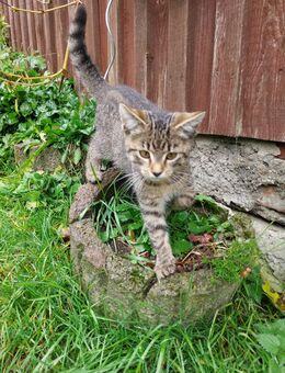 Süße kleine Kätzchen (Hauskatze/Norwegische Waldkatze) abzugeben - Lengefeld