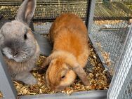 2 Mini Lops mit diversem Zubehör - Geesthacht Zentrum