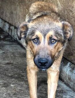 Manju ist ein wunderschöner Hundebub 🐾 - Elsdorf (Nordrhein-Westfalen)