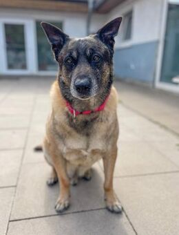 Freddy Wachhund su. Familienanschluß - Bückeburg