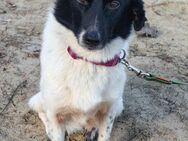 Sanfte Velta❤️sucht ihr Zuhause - Rott (Inn)