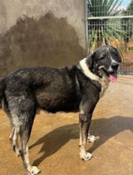 gutmütiger, großer Hundekerle - Tübingen