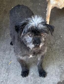 LUKRECIO -SUCHT EIN SICHERES ZUHAUSE - Nörten-Hardenberg