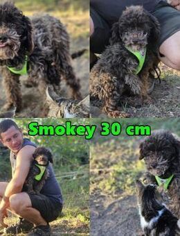 Smokey sucht ein ländliches Zuhause - Schafflund