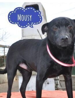 Mousy braucht Liebe - Mannheim