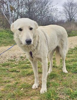 Ivanka sucht nun eine ruhige Familie - Schwarmstedt