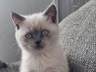 Kitten - Monheim (Rhein)