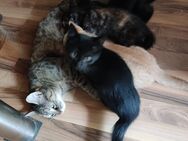 Süße Kitten, Katzenbabys abzugeben! - Hamburg Wandsbek
