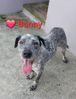 Bonny - ist ein liebes Mädchen - Höchst (Odenwald)