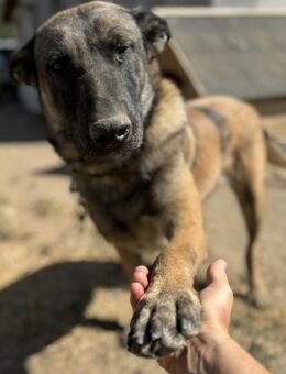 Andra, die besondere Freundin 🐾 - Elsdorf (Nordrhein-Westfalen)