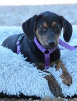 Lissa sucht liebevolle Familie.... - Hagen (Stadt der FernUniversität)