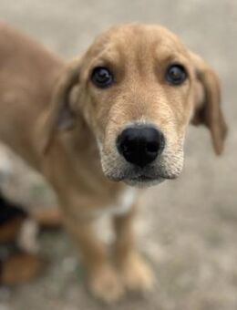 Smokie - lieber & offener junger Rüde - Berlin