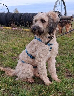 Unser hübscher Pudelmischlingsrüde Charlie wird 2 Jahre alt, ca 40-45 cm , kastr. sucht ein Zuhause - Angern