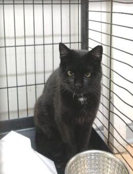 Lava musste im Käfig leben - Oberhausen (Rheinland-Pfalz)