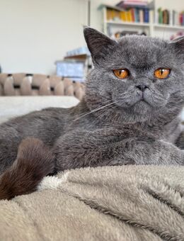 süßer kleiner Sweety - Berlin Steglitz-Zehlendorf