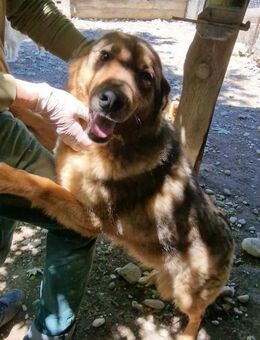 Themida sucht ihre Herzmenschen! - Oberhausen