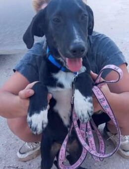 💛LUCKY💛 - BLACK BEAUTY SUCHT ... - Alfeld (Leine)