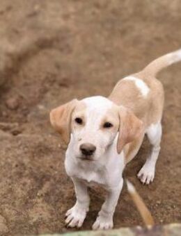 Bildhübscher Rüde Caruso - Augsburg