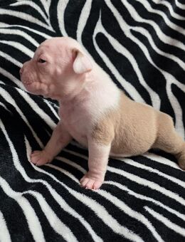 American bully welpen - Eisleben (Lutherstadt)