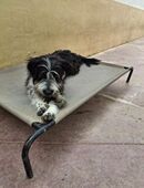 KISCO, m., kastr., Mischling, 52 cm in 78354