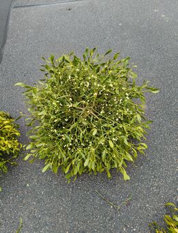 Mistel 80 cm Durchmesser - Hemsbach