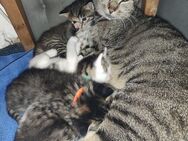 Katze Lilly (3 Jahre) & 8 süße Katzenbabys (4 Wochen) suchen liebevolles Zuhause - Wriedel