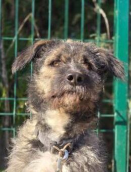 Timi - stets fröhlich und gut gelaunt - Rheine