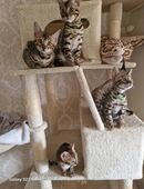 Bengal Kitten geboren 29.06.25 in 21031