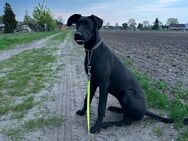 Deutsche dogge mix abzugeben in liebevolle Hände - Groß Laasch