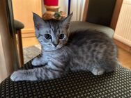 3 Katzen Kids /Mutter Maine-Coon Mix - Heilshoop