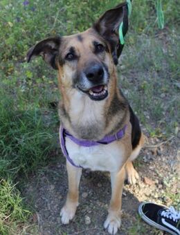 Pastora ist eine sehr anhängliche Hündin - Laatzen