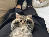 Britische Kurzhaar kitten - Bochum Hustadt