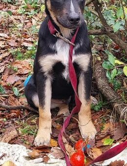 Süßer Tommi möchte eine Familie - Berlin